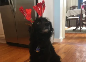 Dog in Christmas hat