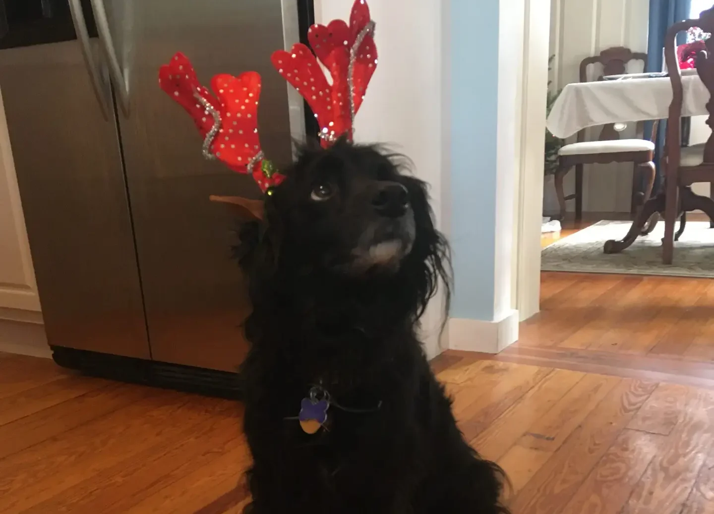 Dog in Christmas hat