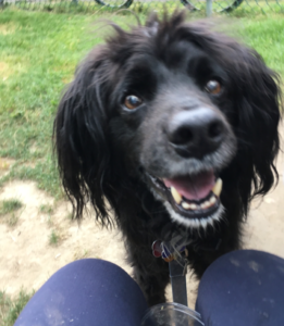 Dog smiling